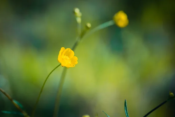 Buttercups λουλούδια στη φύση — Φωτογραφία Αρχείου