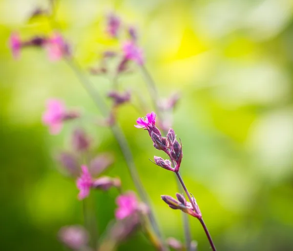Wild gillyflowers growing in european forest — Stock Photo, Image