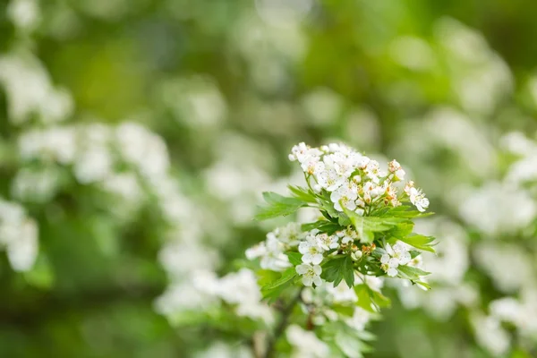 Wild blooming hawthorn — Stock Photo, Image