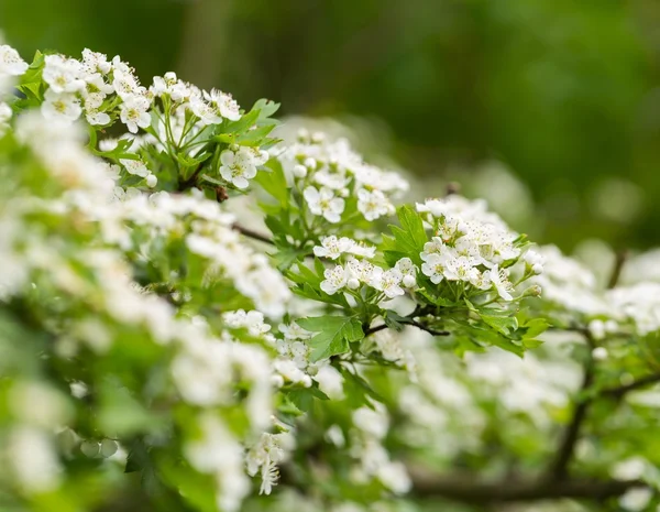 Wild blooming hawthorn — Stock Photo, Image