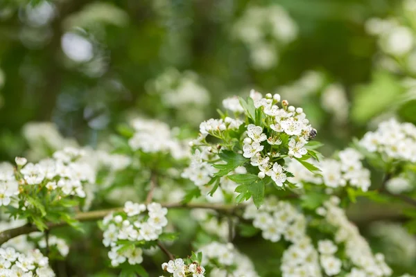 Wild blooming hawthorn — Stock Photo, Image