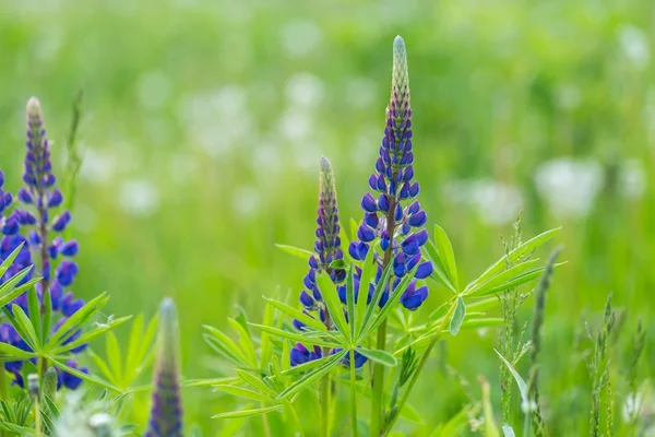 Flores de lupinus azuis selvagens — Fotografia de Stock