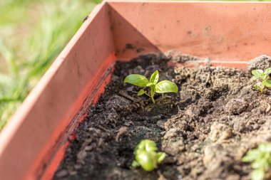 Plastik kap içinde büyüyen genç fesleğen