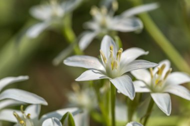 Beyaz Bahçe çiçek çiçeklenme