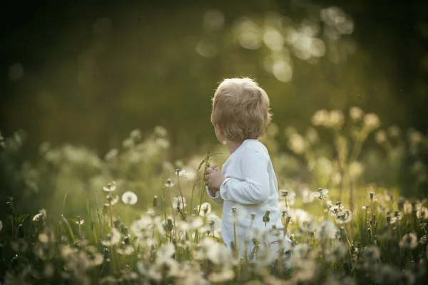 Menino brincando no prado de dente-de-leão — Fotografia de Stock