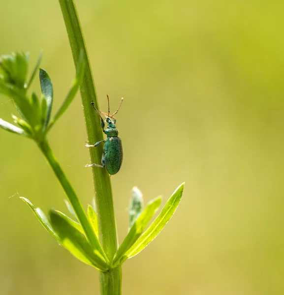 Little beetle sitting on plant — Stock Photo, Image