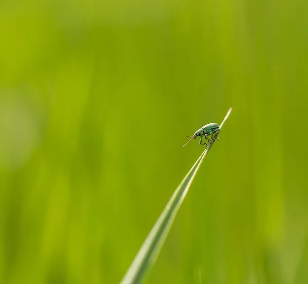 Little beetle sitting on plant — Stock Photo, Image