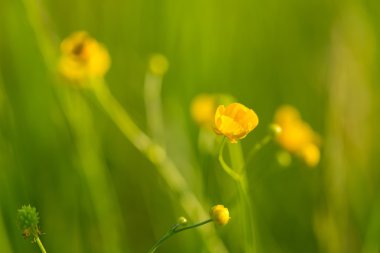 Vahşi sarı düğünçiçekleri çiçekler