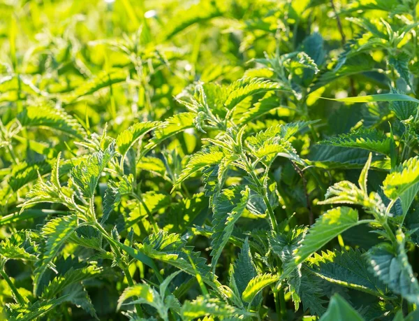 Isırgan grwoing çayır üzerinde ile güzel fotoğraf