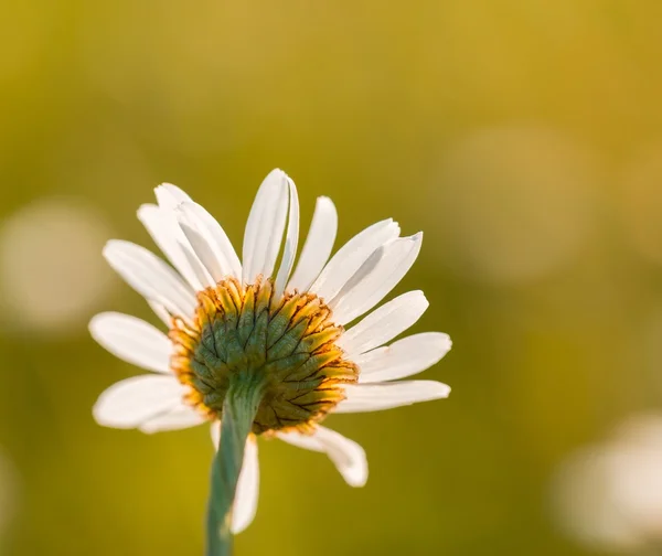 White wild camomile flower growing on meadow