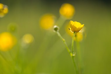 Vahşi sarı düğünçiçekleri çiçekler