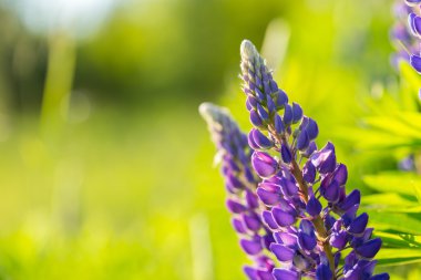 Güzel vahşi lupinus çiçekler