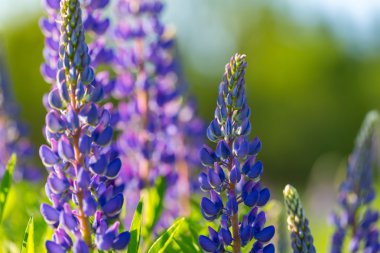 Güzel vahşi lupinus çiçekler