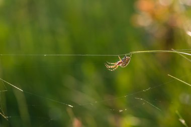 Onun web üzerinde oturan örümcek (Araneus diadematus) çapraz