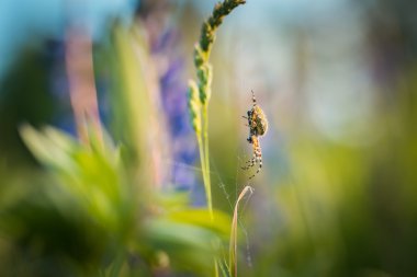 Onun web üzerinde oturan örümcek (Araneus diadematus) çapraz