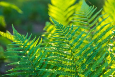 Orman yaz güneş ışığı altında büyüyen eğreltiotu yaprakları