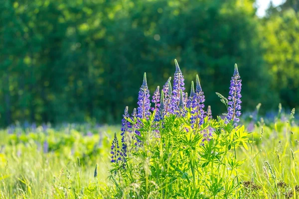 Vackra vilda lupinus blommor — Stockfoto