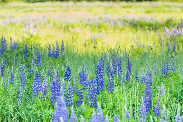 아름 다운 야생 lupinus 꽃 — 스톡 사진
