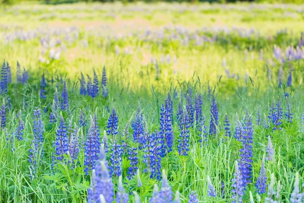 Schöne wilde Lupinusblüten — Stockfoto