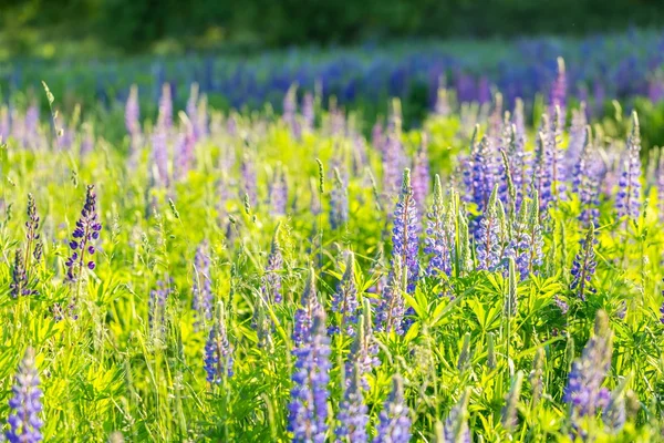 Beautiful wild lupinus flowers — Stock Photo, Image