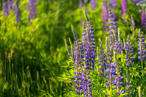 Lindas flores de lupinus selvagens — Fotografia de Stock