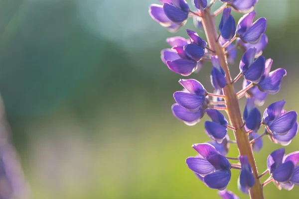 Lupinus krásné divoké květiny — Stock fotografie
