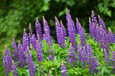 Lupinus çiçek çayır çiçek açan
