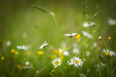 Yaz saati, vahşi çayır üzerinde büyüyen chamomiles.
