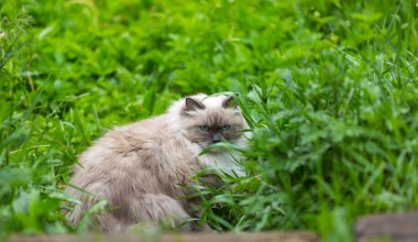 Neva maskeli balo catportrait açık.
