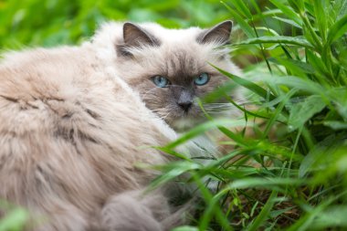 Neva maskeli balo catportrait açık.
