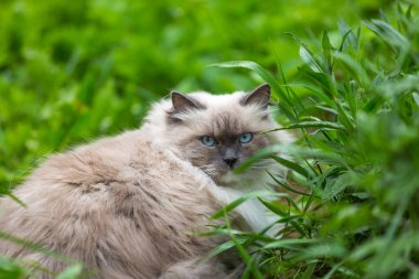 Neva maskeli balo catportrait açık.