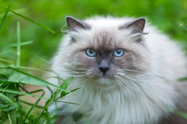 Neva maskeli balo catportrait açık.