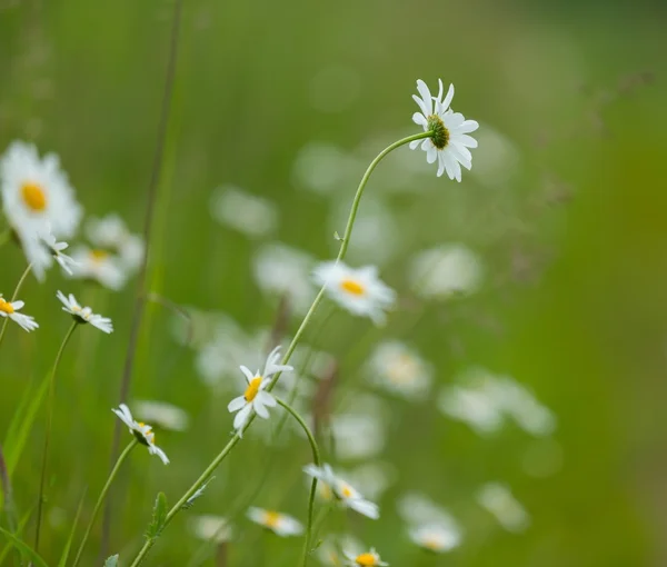 Chamomiles growing on wild meadow at summer time. — Stock Photo, Image