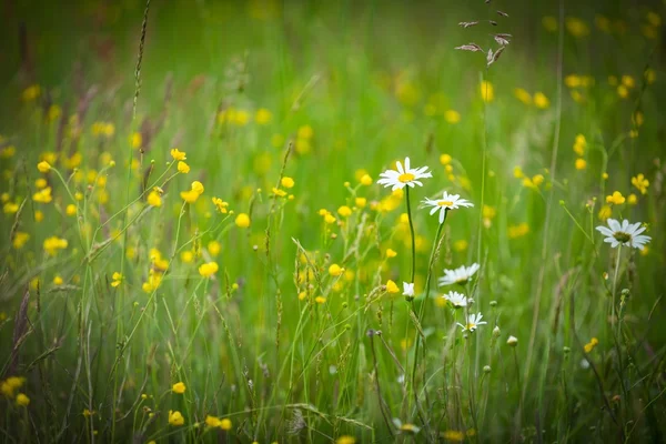 Chamomiles 여름 시간에서 야생 초원에 성장. — 스톡 사진