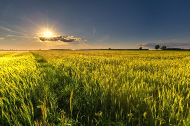 Güzel yaz alan yeşil Mısır gevreği ile