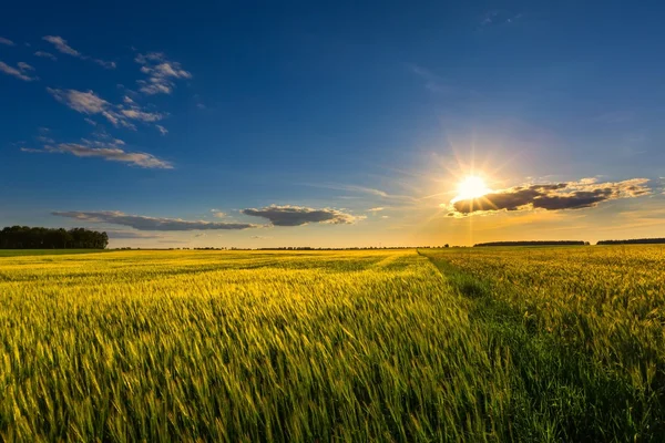 Belo campo de verão com cereais verdes — Fotografia de Stock