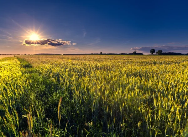 Mooie zomerse veld met groene granen — Stockfoto