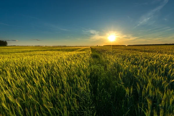 Hermoso campo de verano con cereal verde — Foto de Stock