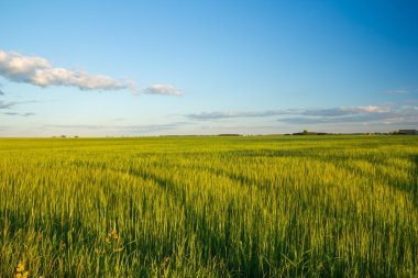 Güzel yaz alan yeşil Mısır gevreği ile