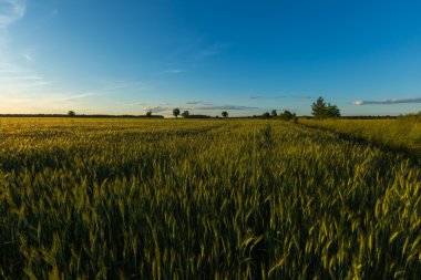 Güzel yaz alan yeşil Mısır gevreği ile