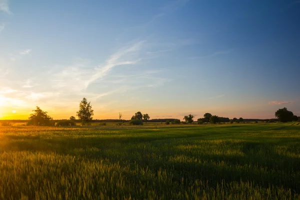 緑の穀物と美しい夏の畑 — ストック写真
