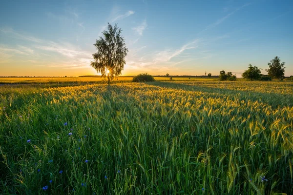 Beautiful summer field with green cereal