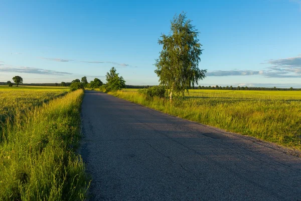 Belos campos com estrada de asfalto — Fotografia de Stock