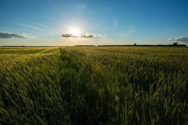 Mooie zomerse veld met groene granen — Stockfoto