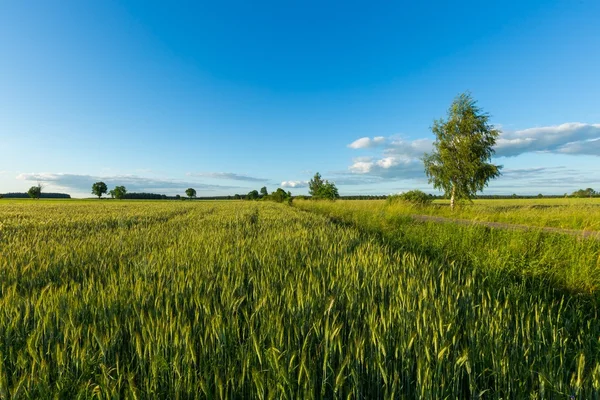 Mooie zomerse veld met groene granen — Stockfoto