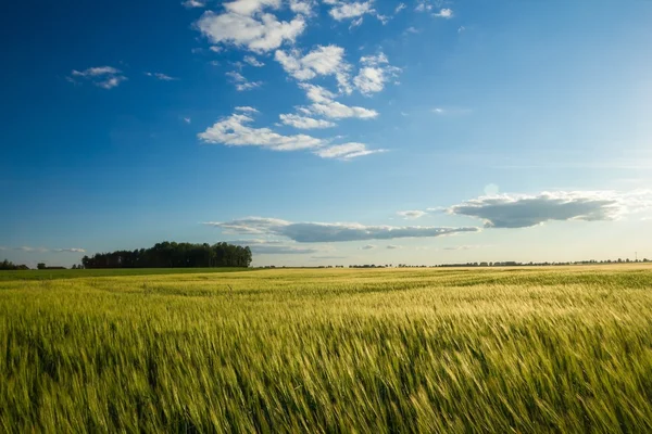 Belo campo de verão com cereais verdes — Fotografia de Stock