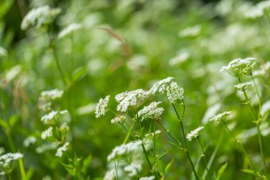 Vahşi beyaz çiçek çiçeklenme
