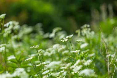Vahşi beyaz çiçek çiçeklenme