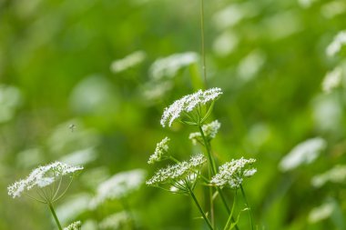 Vahşi beyaz çiçek çiçeklenme