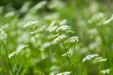 Vahşi beyaz çiçek çiçeklenme